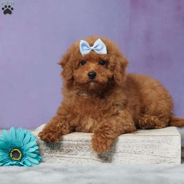 Leo, Cavapoo Puppy